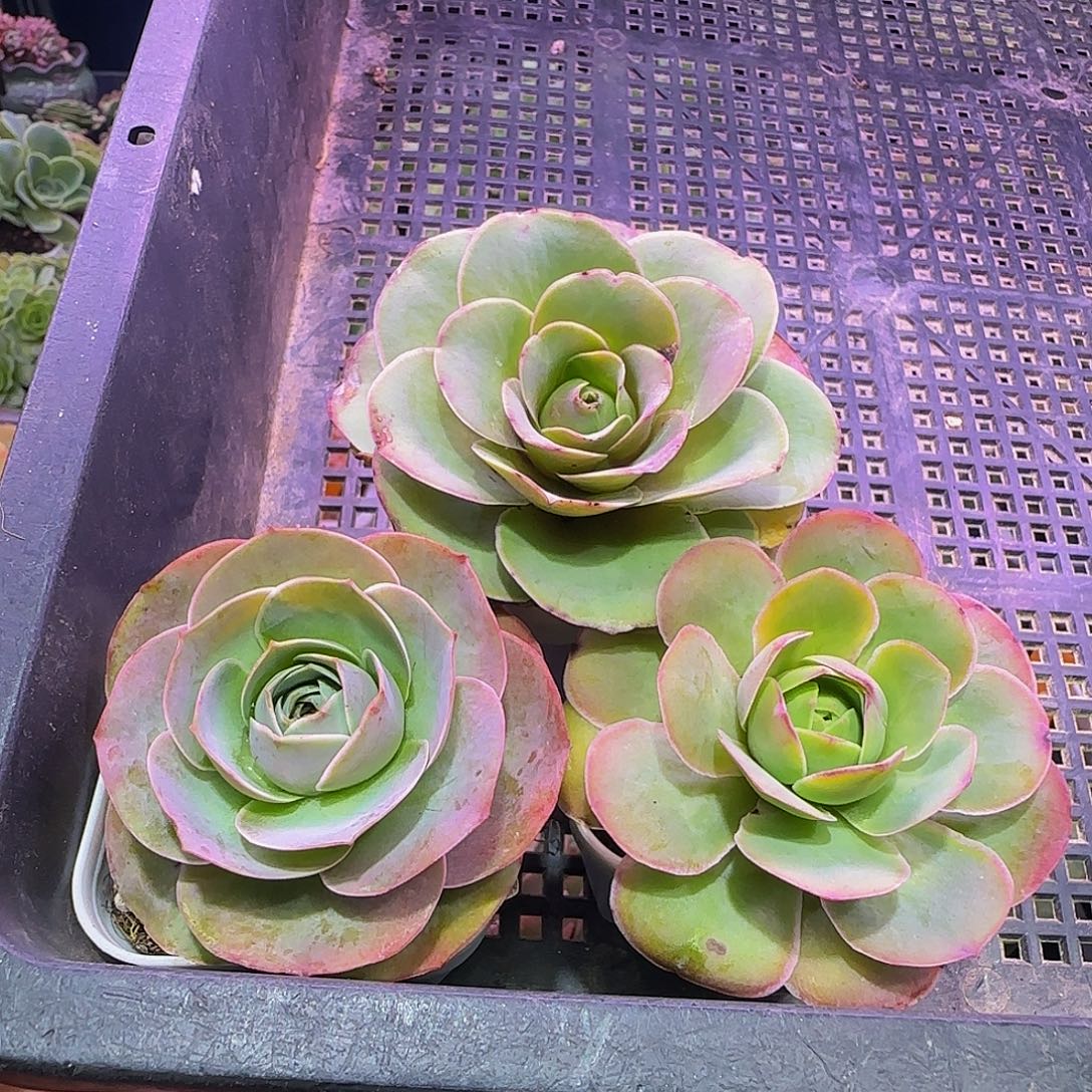 3棵 非偏远包邮玻璃心慎拍