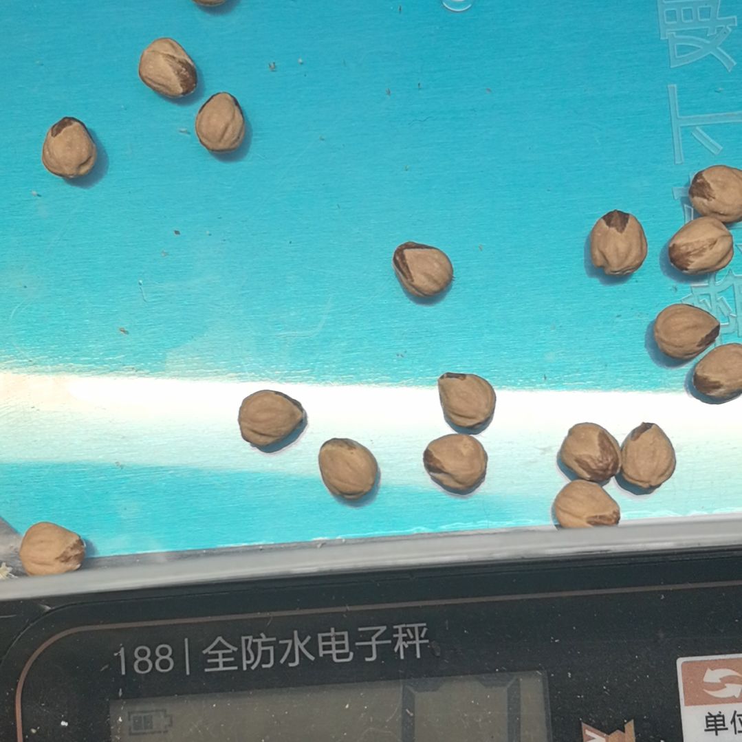 石***在柏香籽/百香籽手串