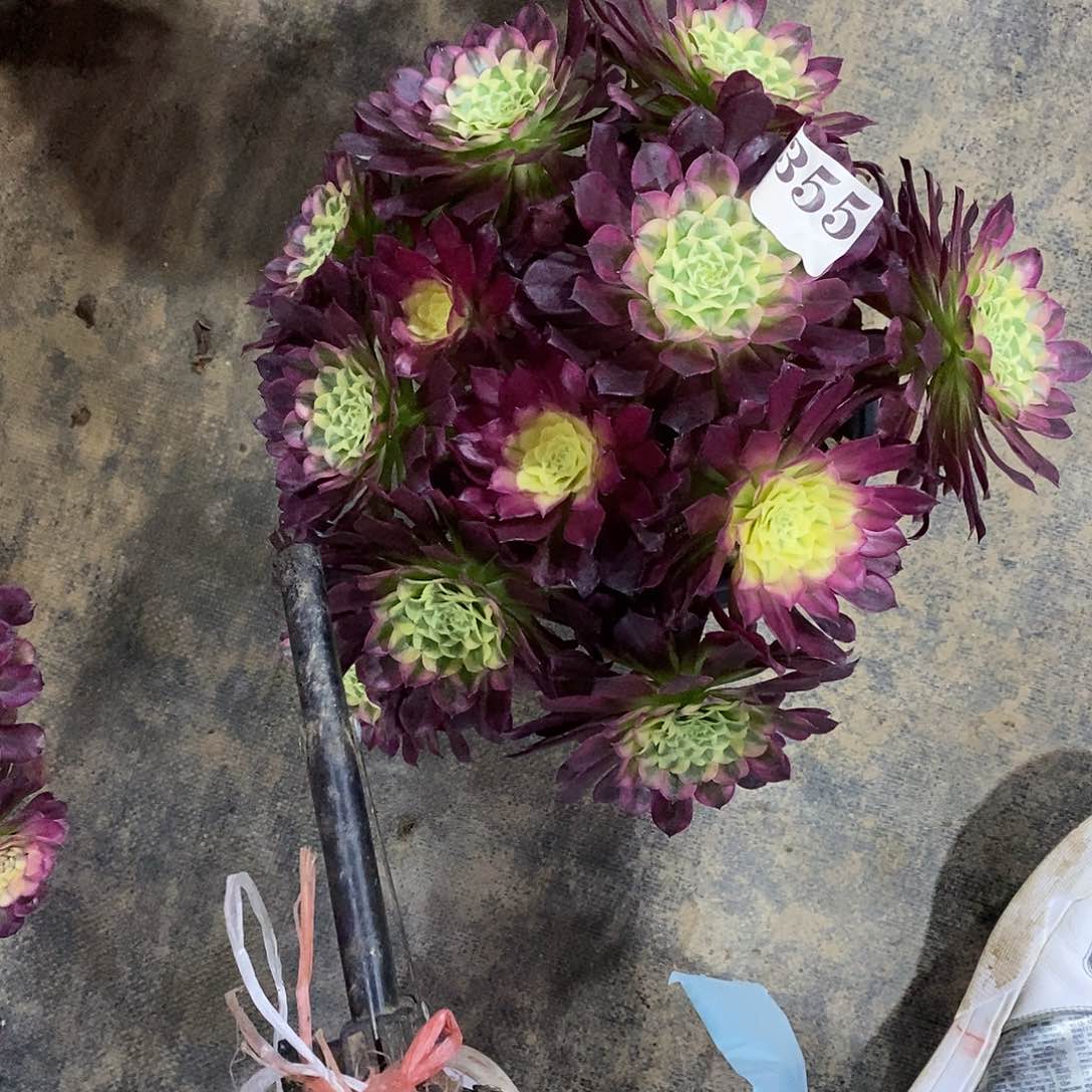 天合355多肉法师植物