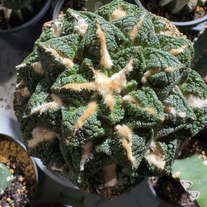 龟甲苗接8.5公分