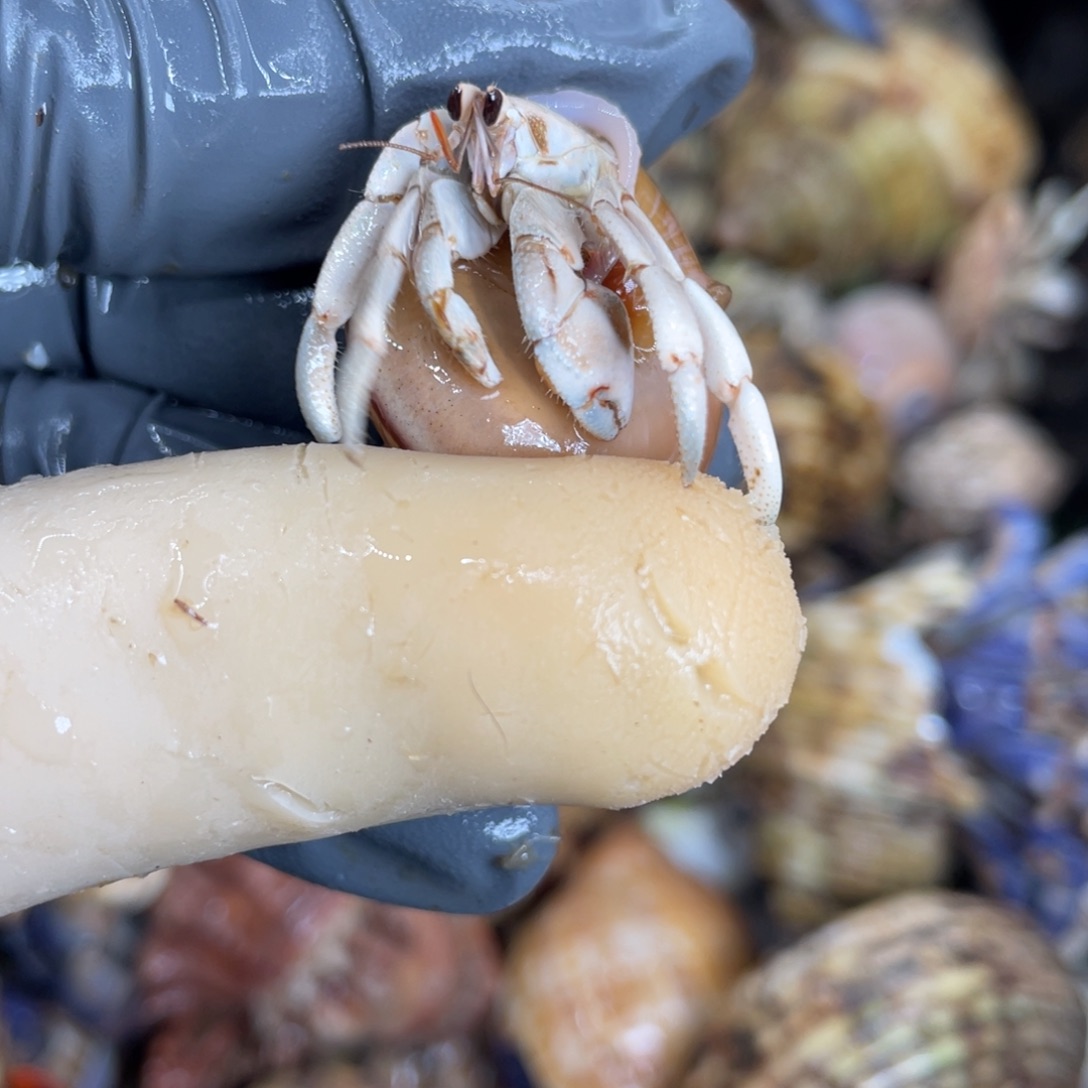 不退不换活体宠物41