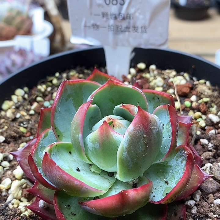 惊鸿仙子单头083