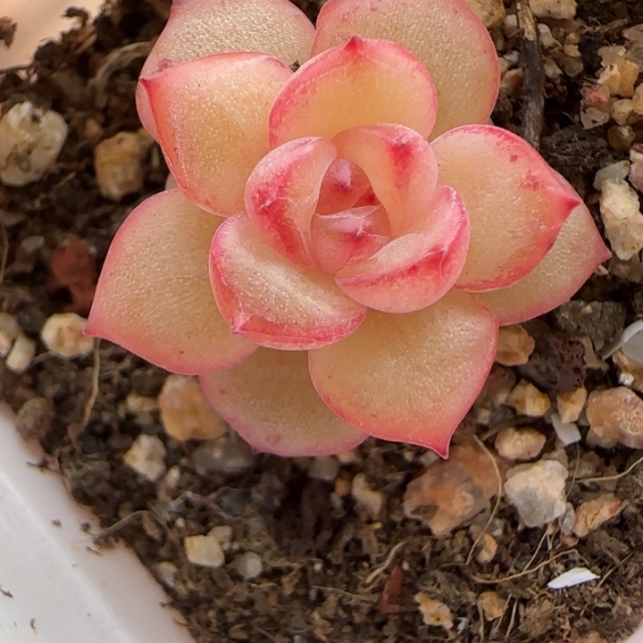 28 绝绝子多肉一棵