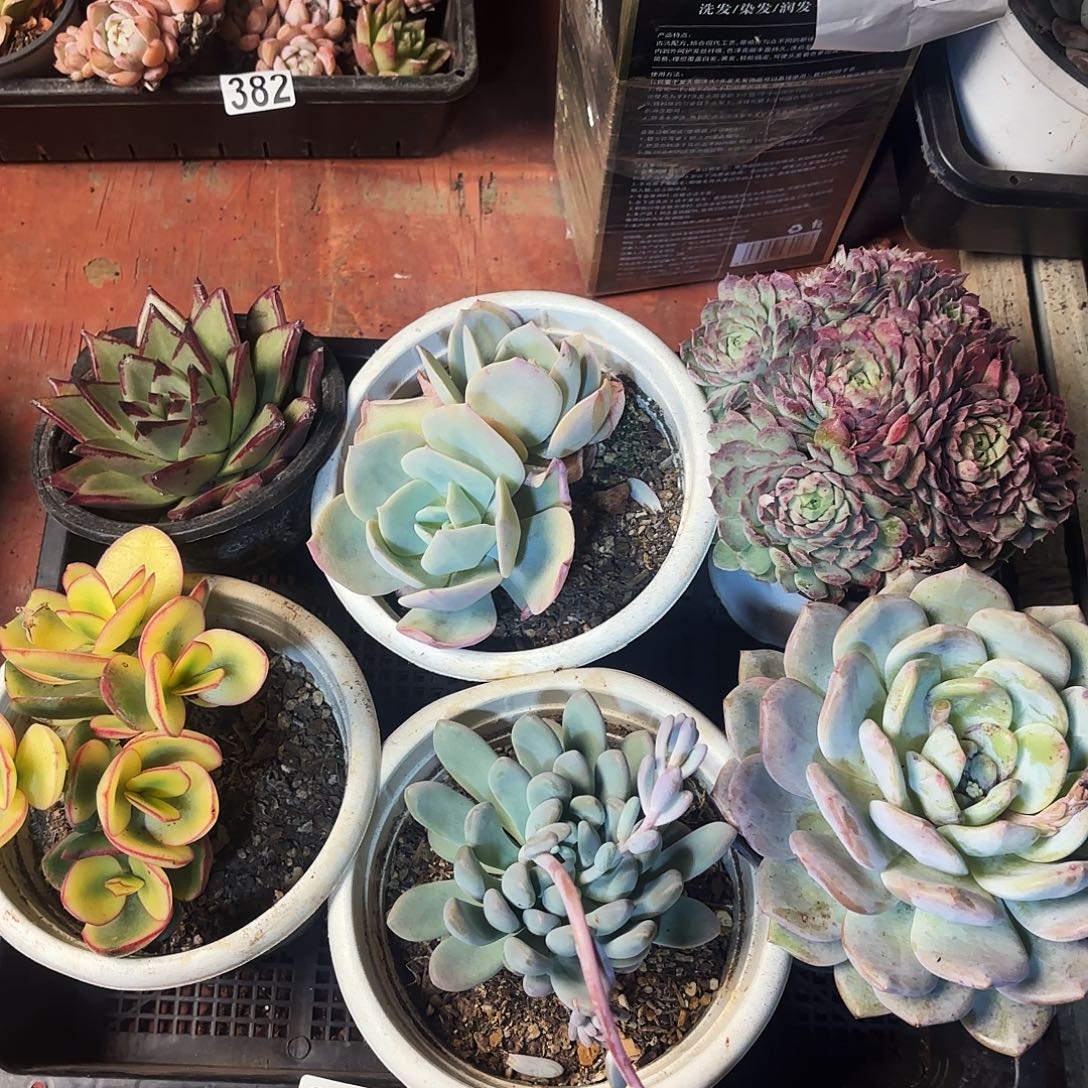 多肉植物框拍388号