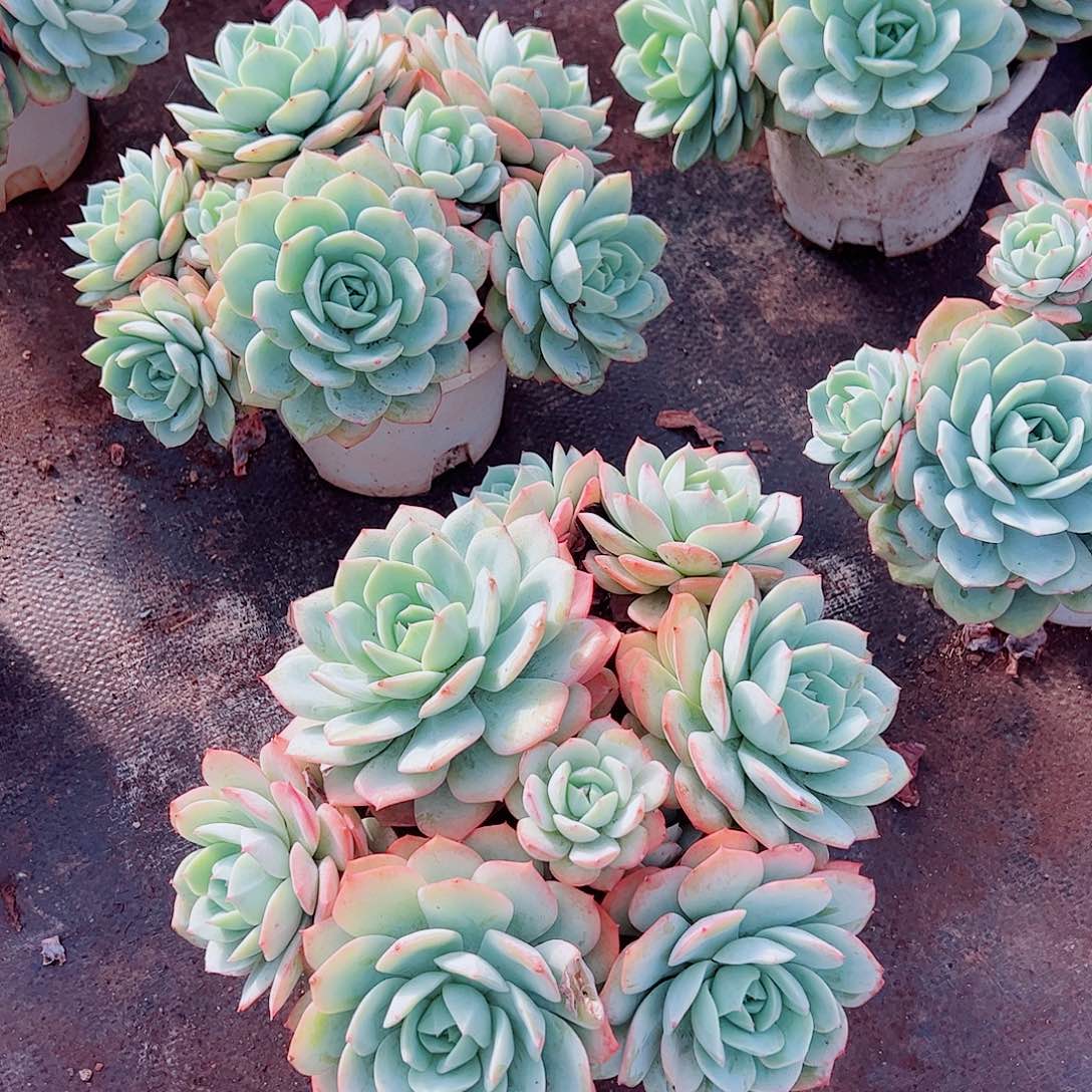 果冻恋曲多头群生老桩