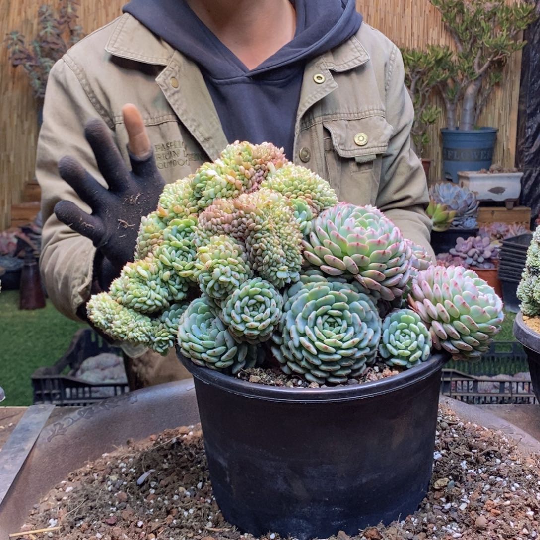 罗*长A174 号白胖子多肉