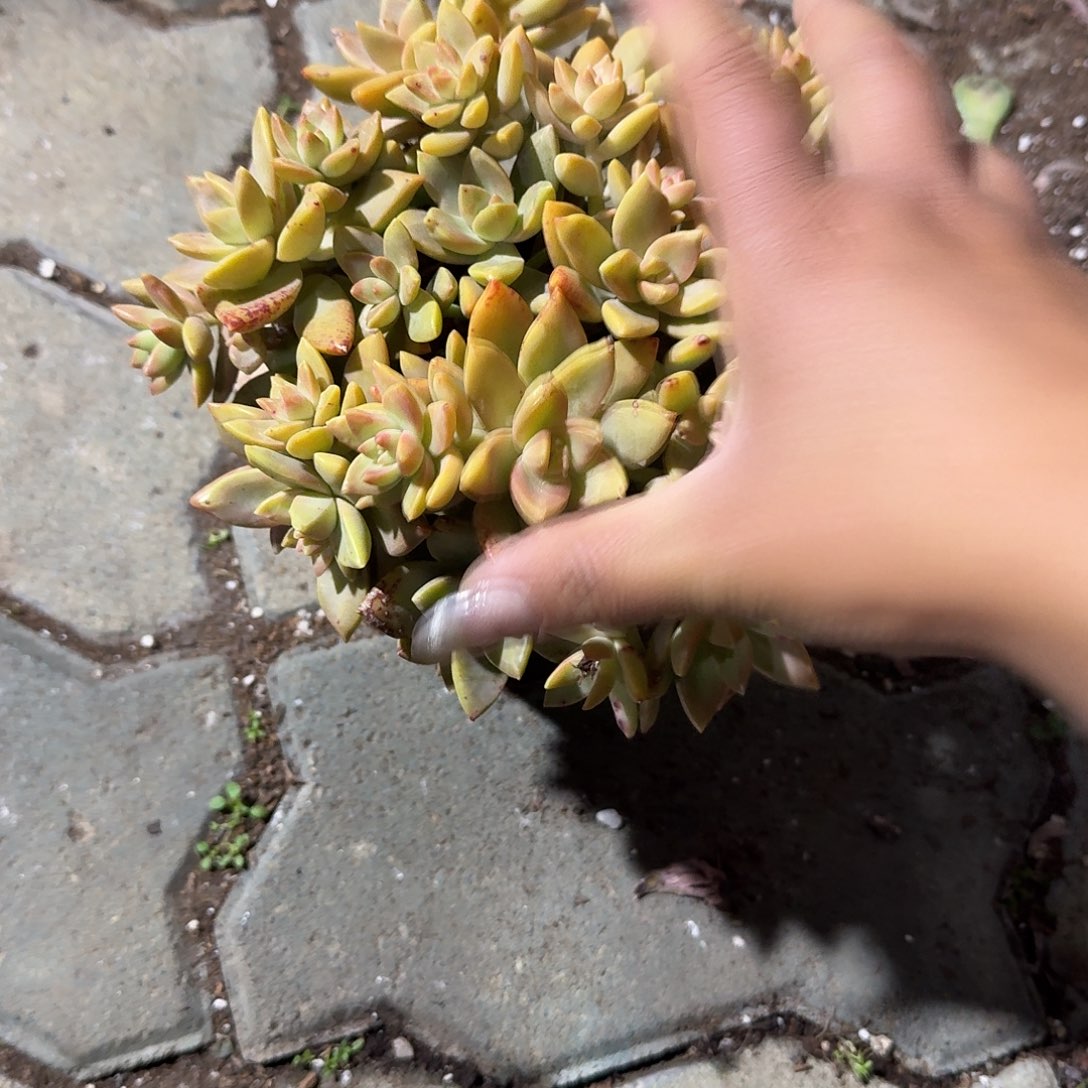 黄金布丁多肉植物