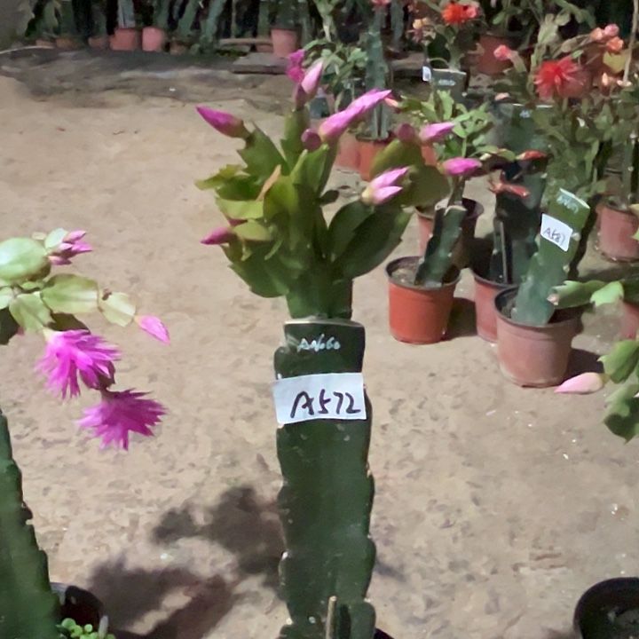 完全开放A572AN060嫁接苗