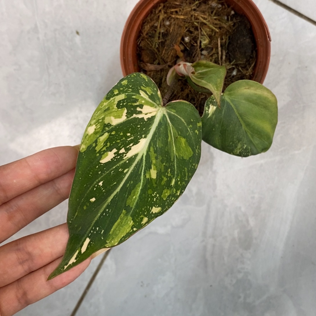 完全开放12 明脉锦