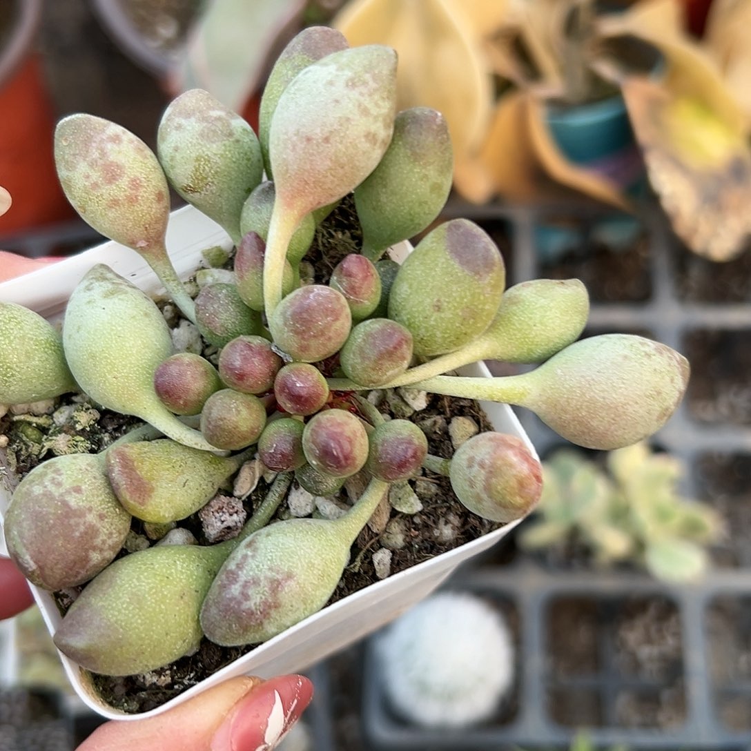 多肉植物鼓槌多肉