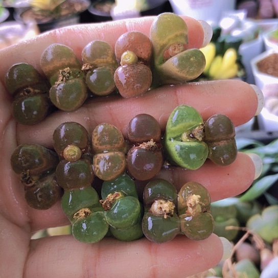 无花朵1130，风铃1.4-2厘米如图