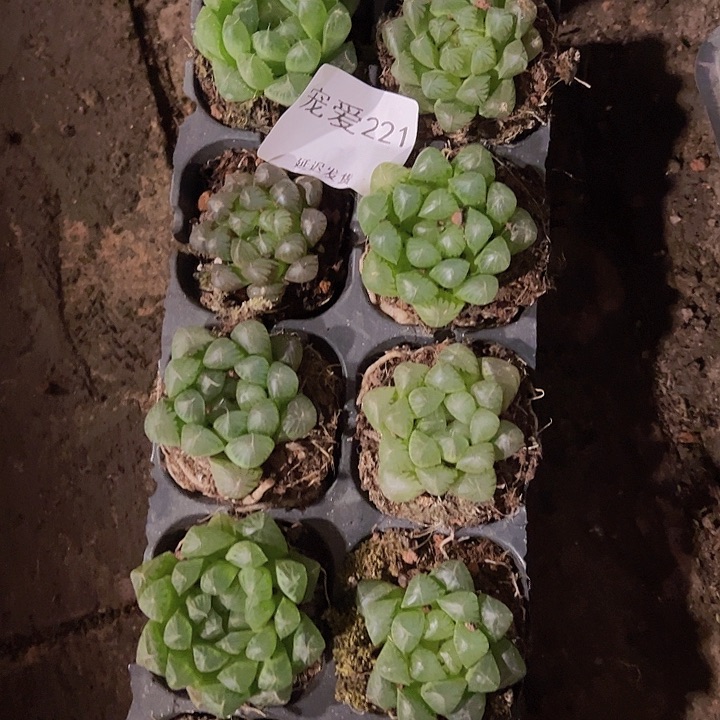 直播福利一物一拍221