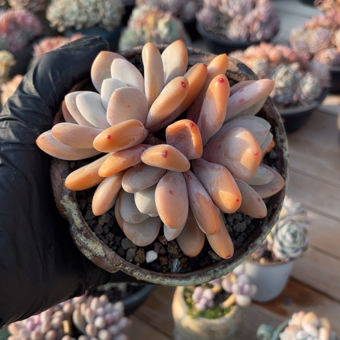 多肉植物多肉植物