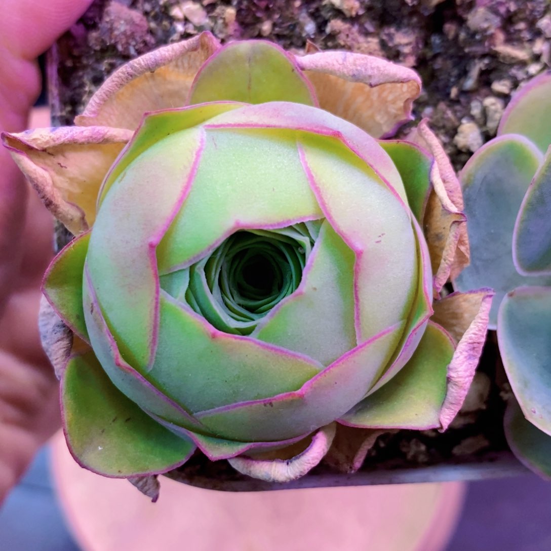 山地玫瑰大包子福利一物一拍003