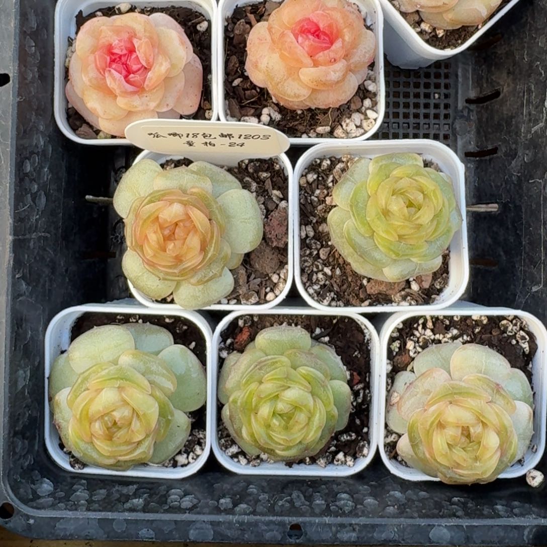 1203-024-彩色恋人