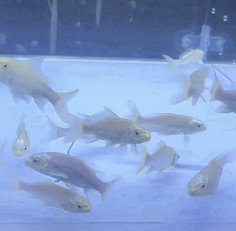 白蝴蝶鲤，普身短身，尺寸5-40公分，一鱼一拍，售出概不退换