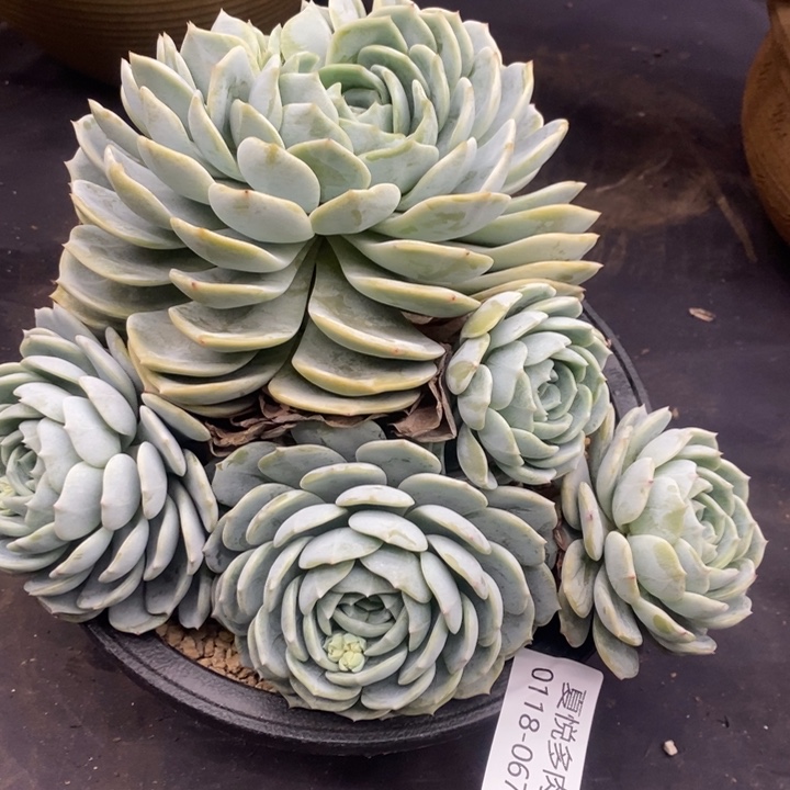 夏悦多肉0118-67劳林