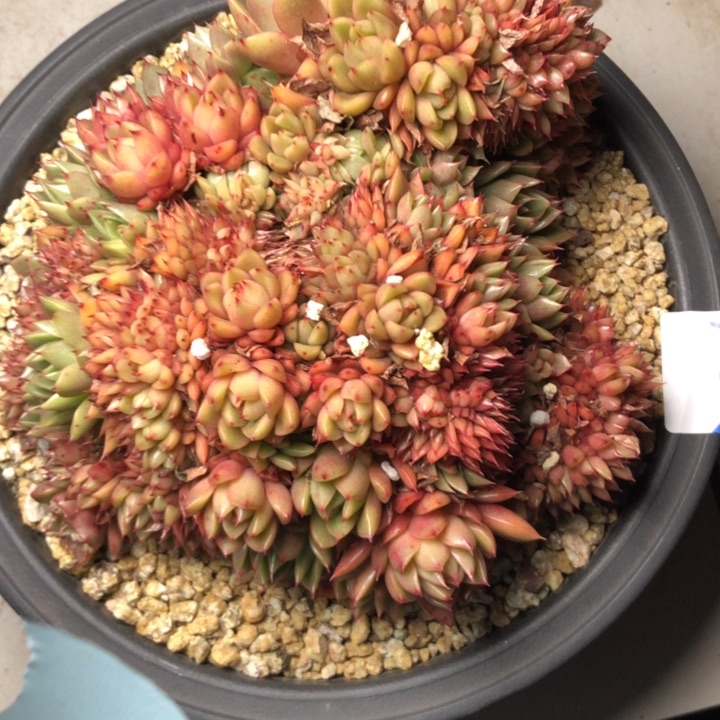 拉****339//////////////////