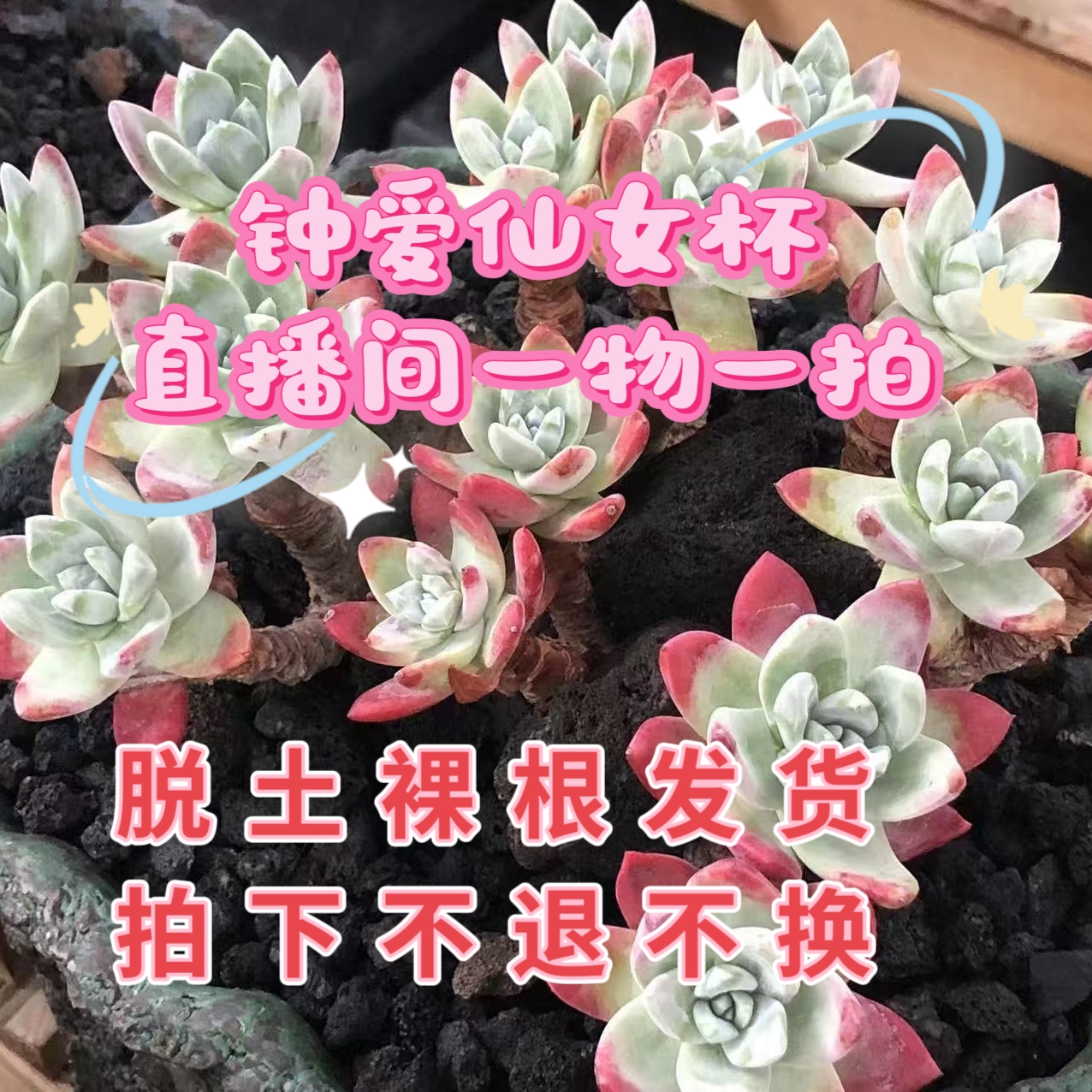 宇阳仙女杯 直播间一物一拍，精品仙女杯植物，脱土晾根发货