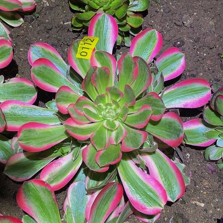 0112粉女郎多肉植物