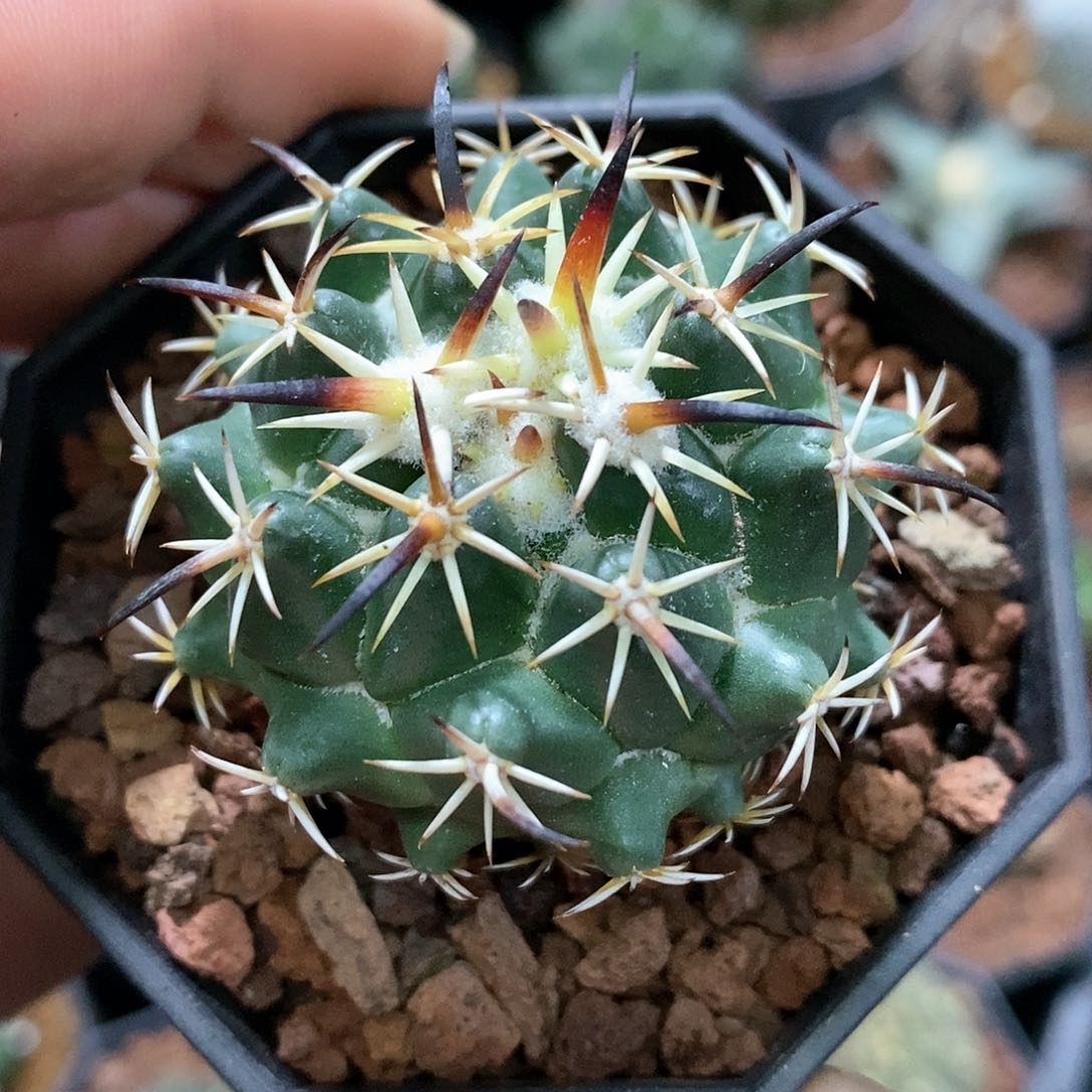 孤品实生优选强粗黑刺钢钉4.6cm