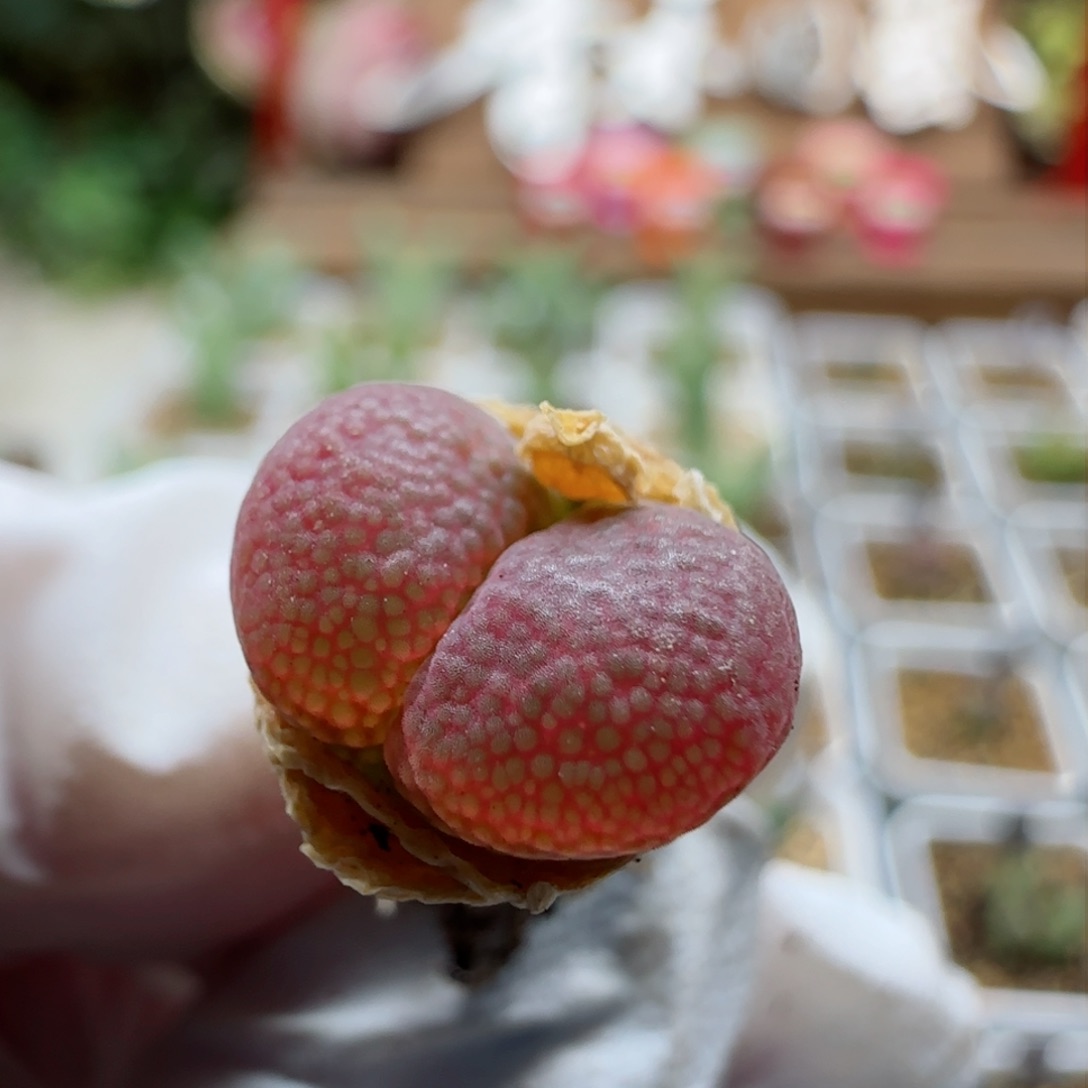 神**仁2-17绝绝子风铃1.1cm多肉