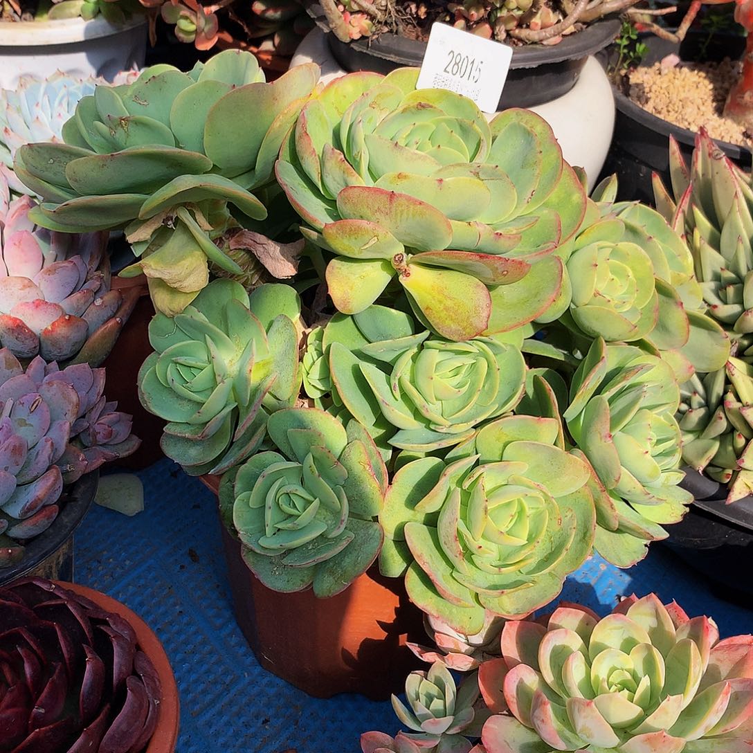 兮***缘碧桃28015多肉多肉