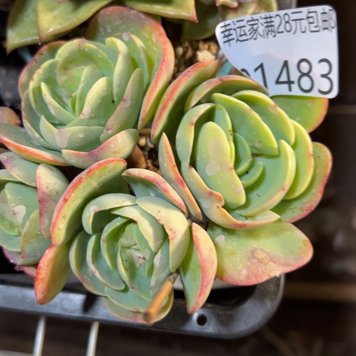 幸运的是我没有遇到过幸运