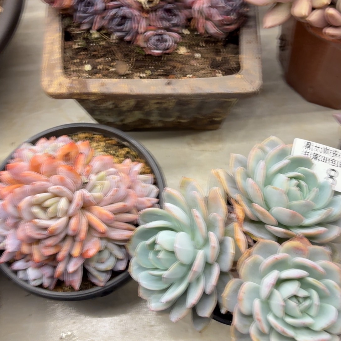 嗳****黑大帅多肉78奶茶