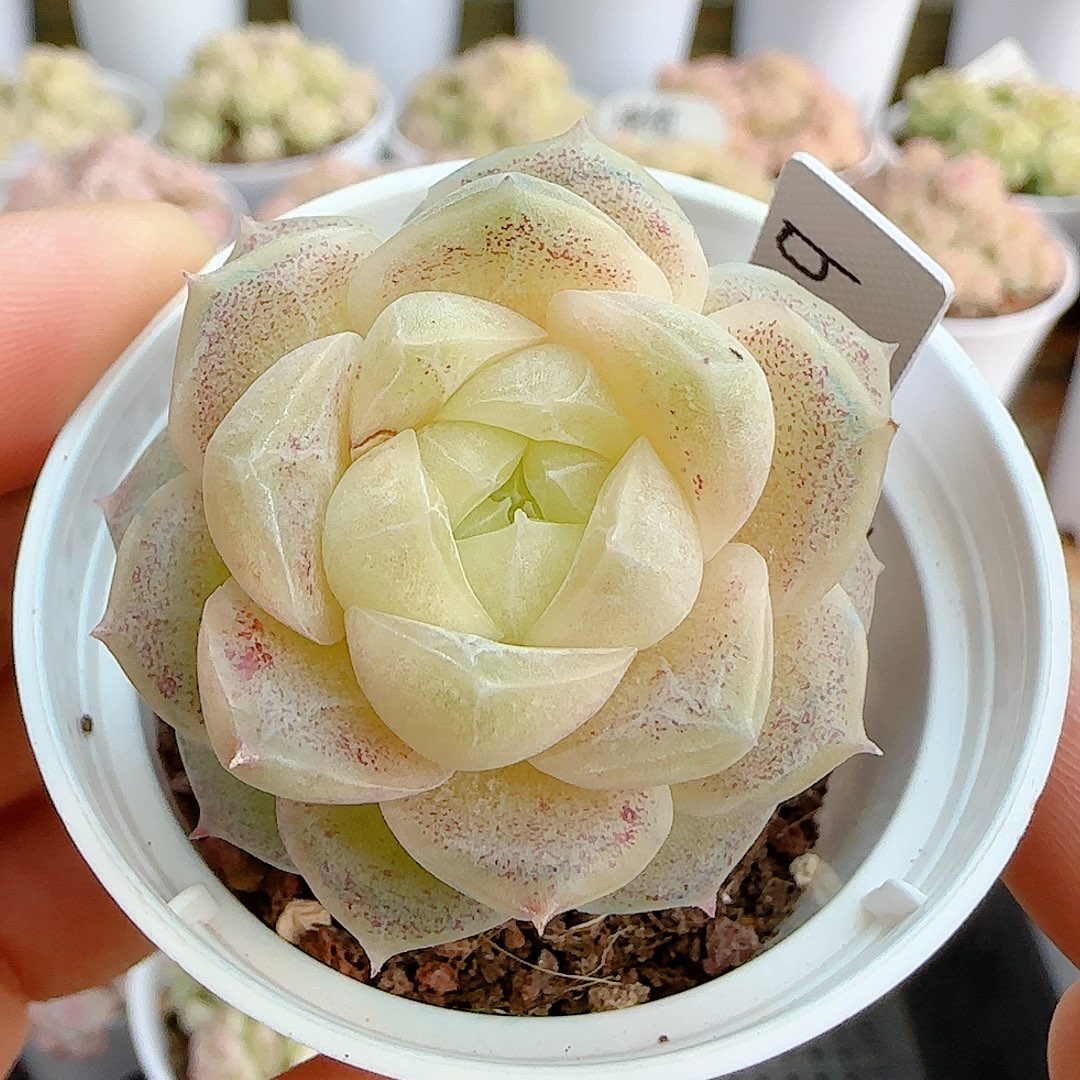 1213-107（b-11）优选多肉