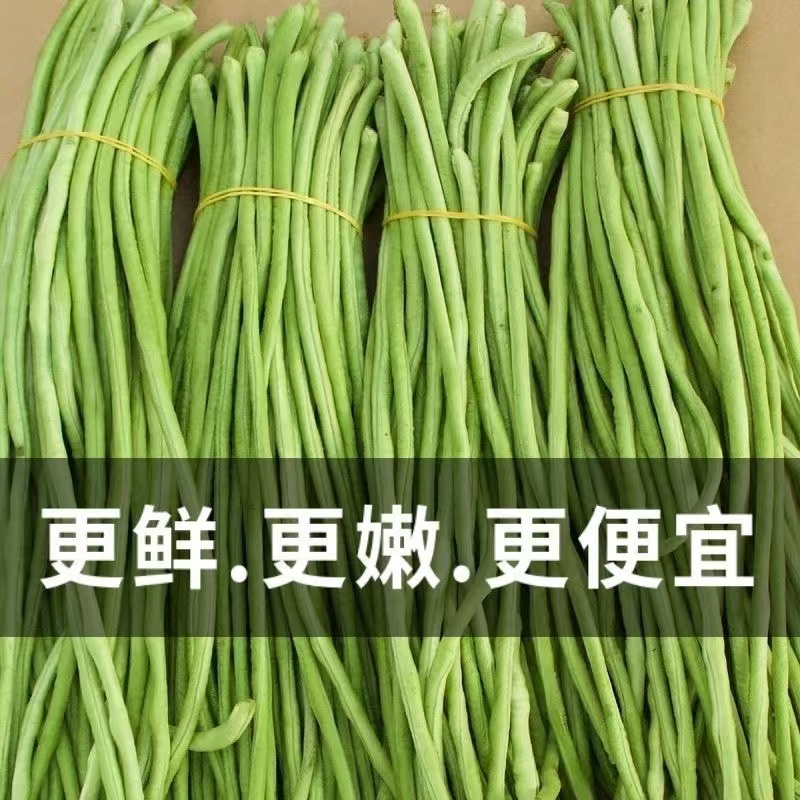 新鲜当天现摘长豆角3斤嫩豇豆脆嫩泡菜酸豆角农家腌制批发