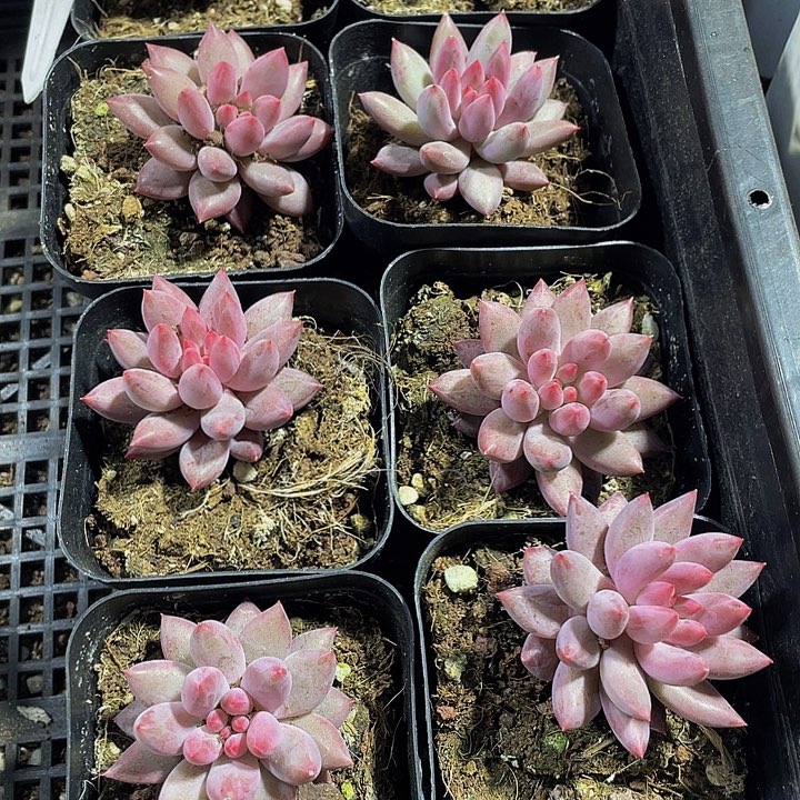 车厘子6.5方带盆土发