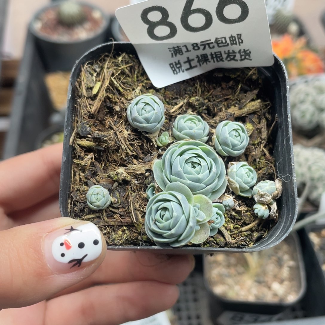 866子持莲华（满18元包邮）