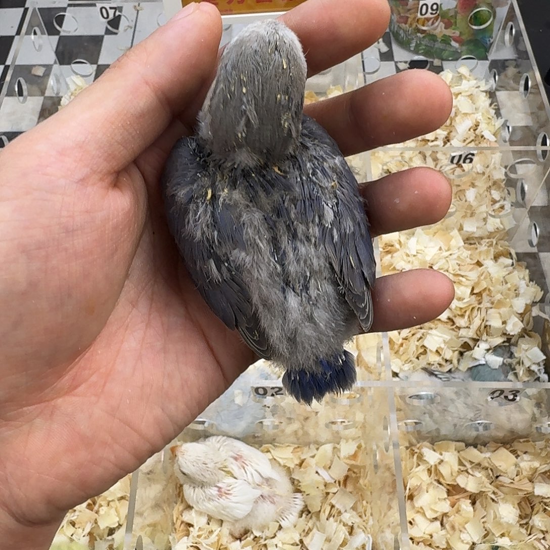 桃脸牡丹鹦鹉紫罗兰牡丹鹦鹉