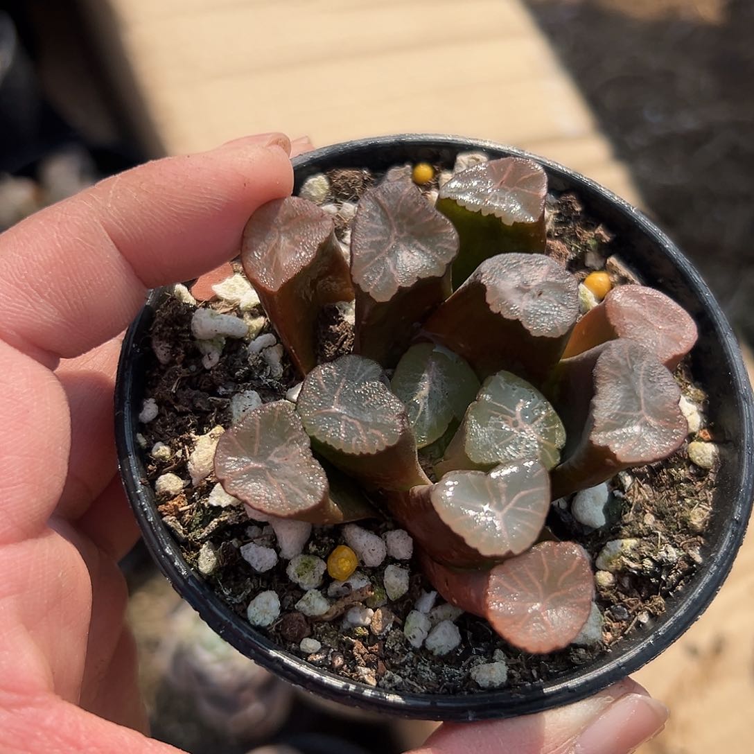 多肉植物多肉植物