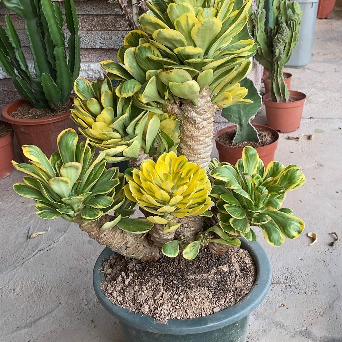 无花朵扇贝麒麟锦