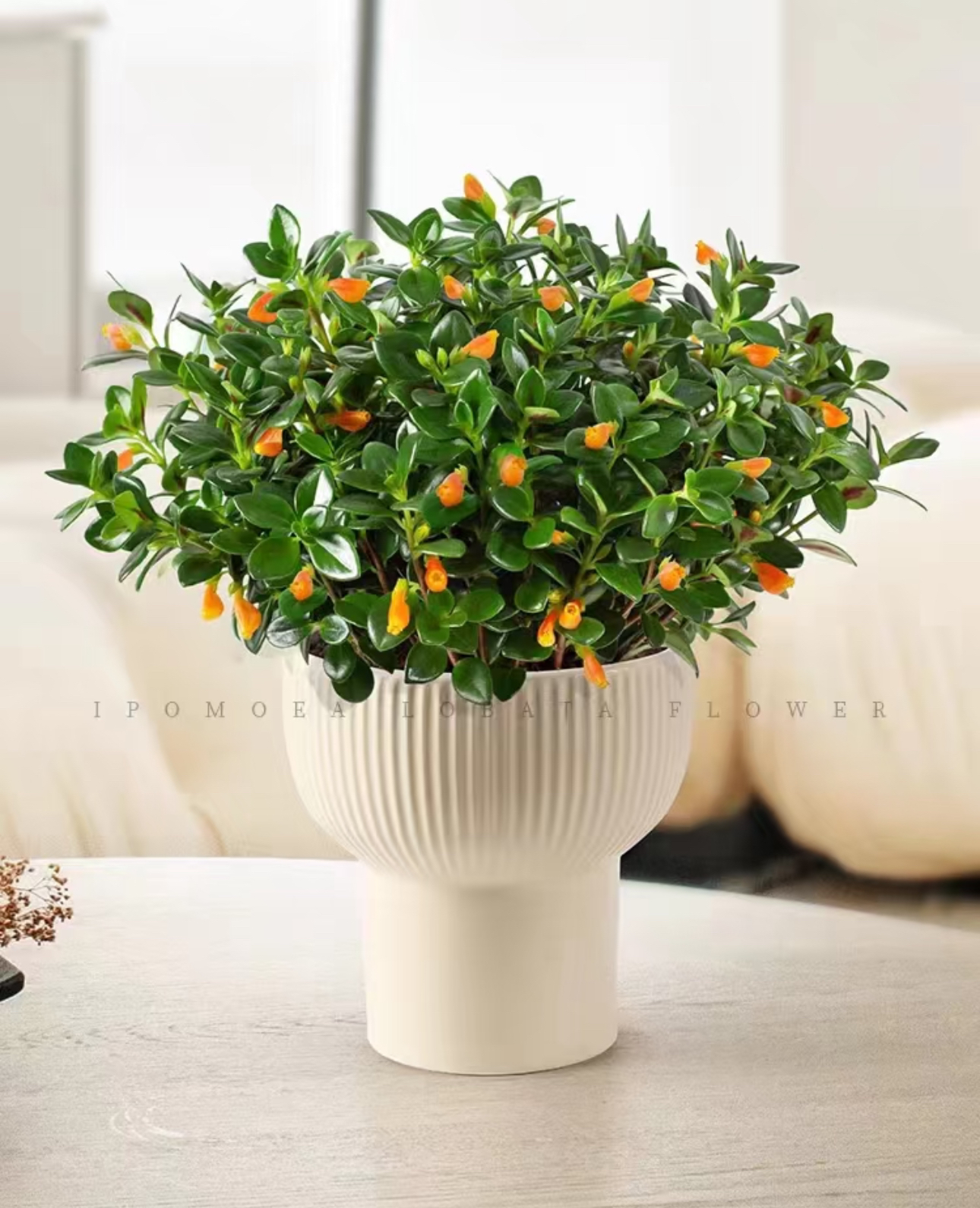 【只发新疆】高品质清新风金鱼吊兰绿植耐养