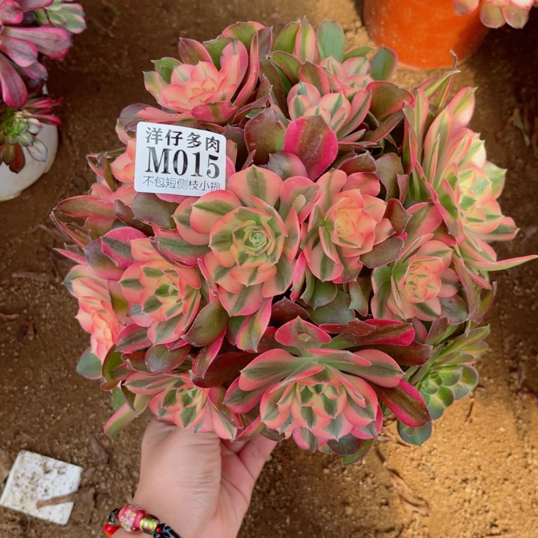 015香妃 冠幅25左右