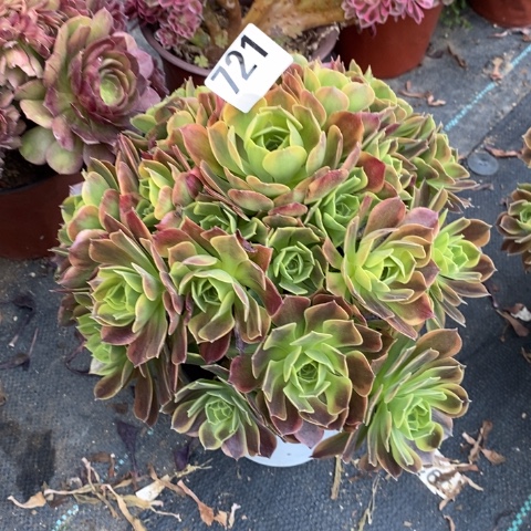 青檬多肉植物法师不包损