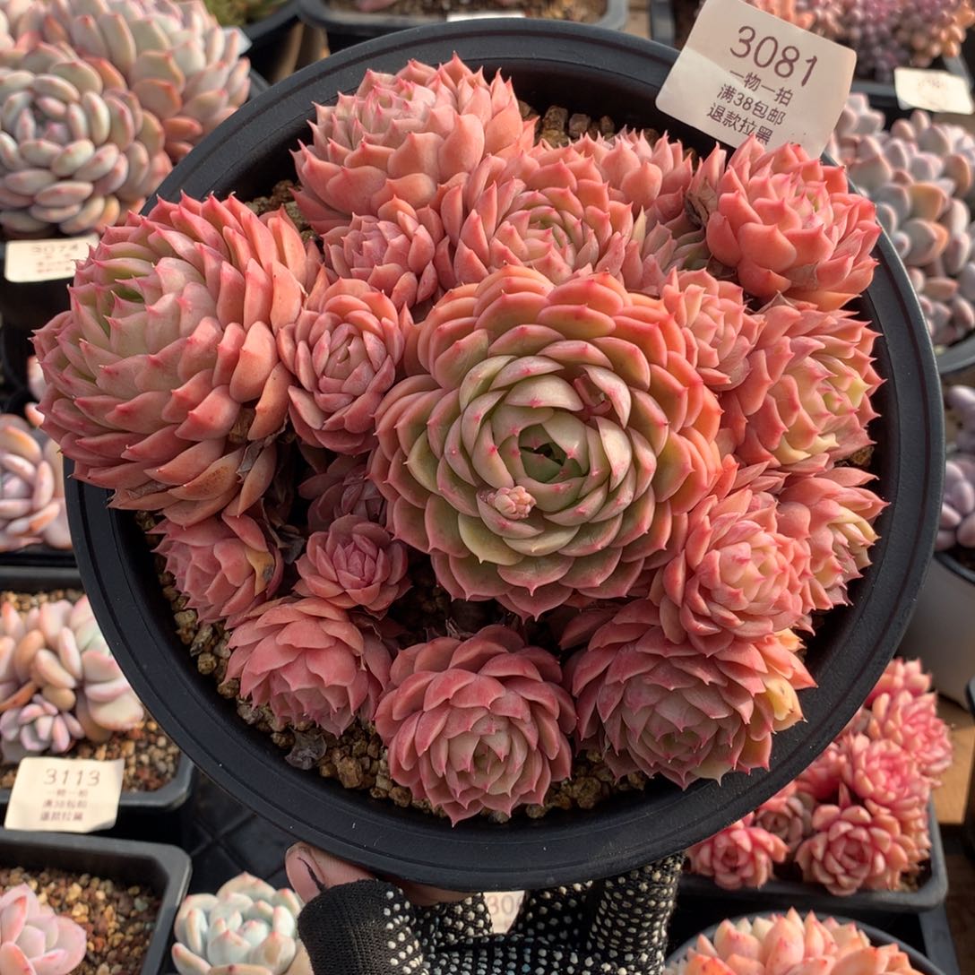 17厘米17头手捧昂斯诺多肉3081