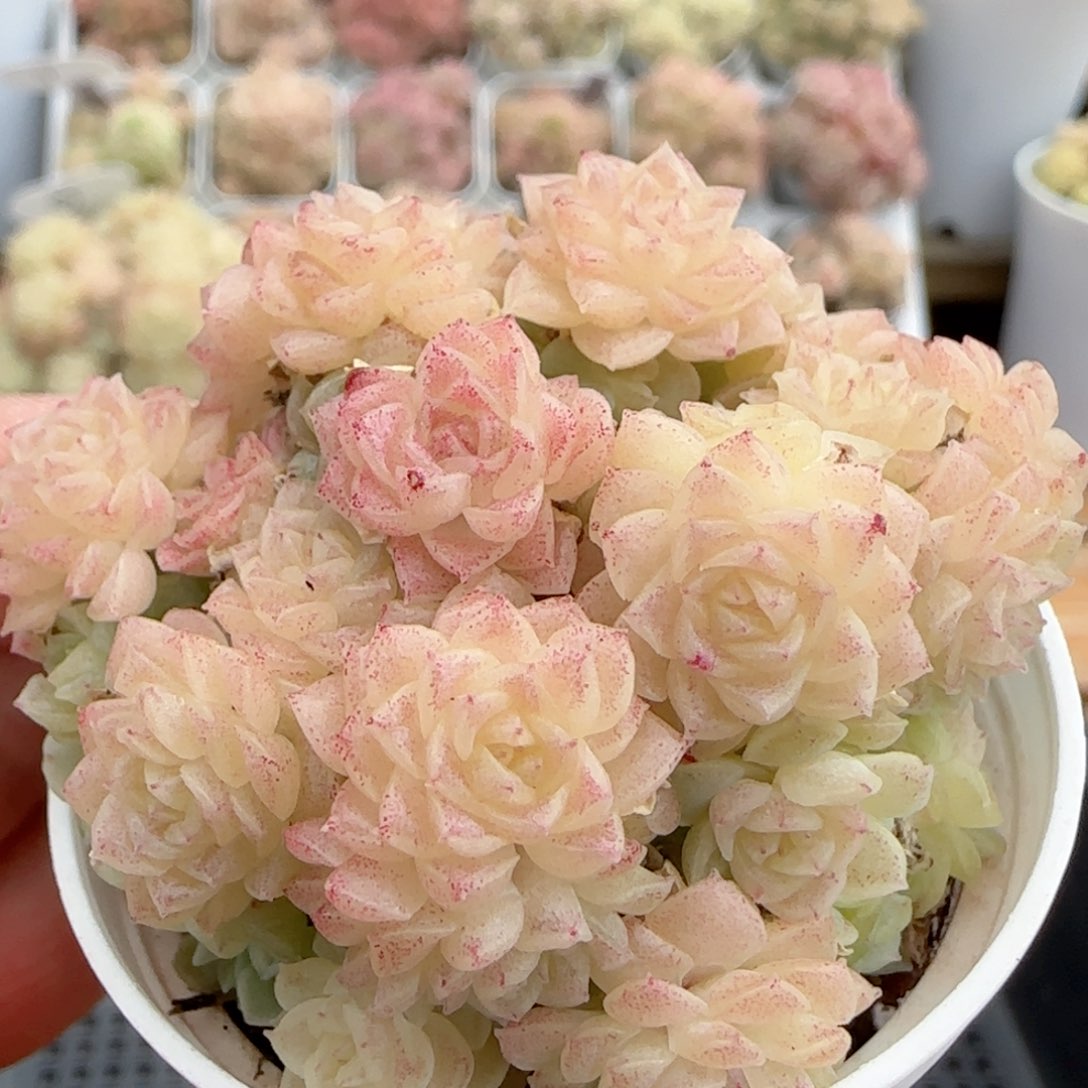 【闪购商品】0210-49花朵麦杆