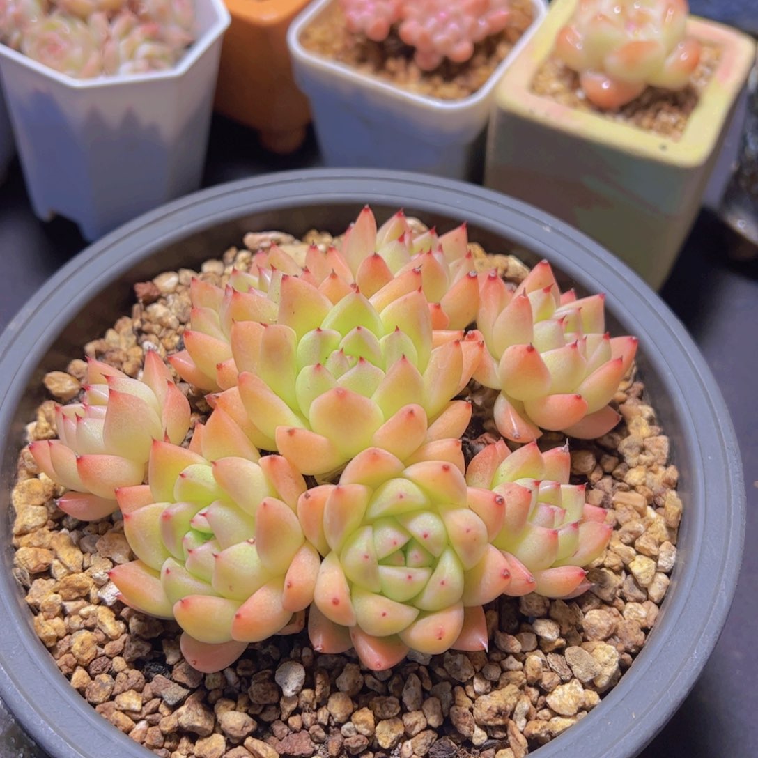 米*子黄金石英，多肉植物