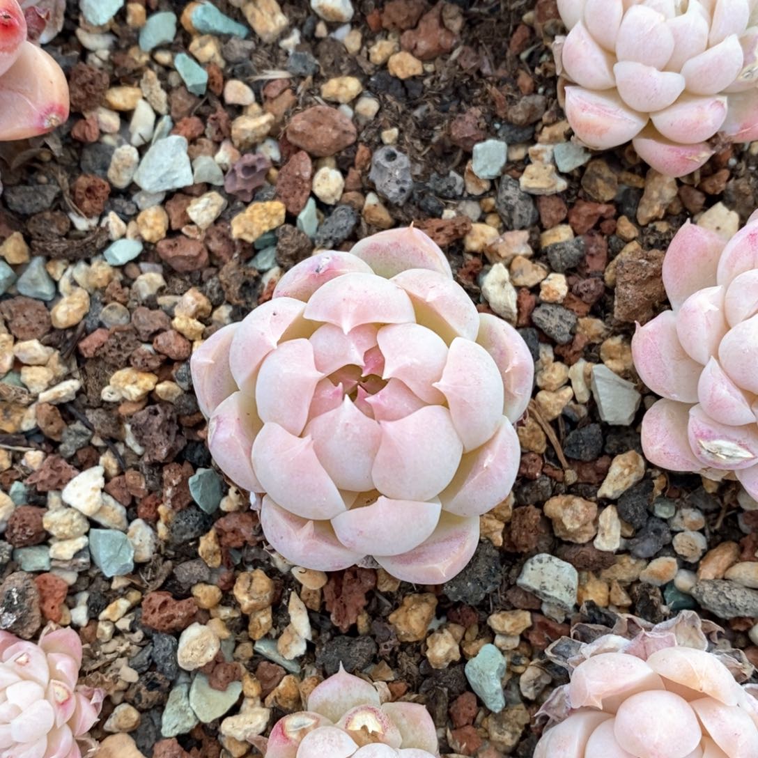 精品多肉一物一拍不包整582