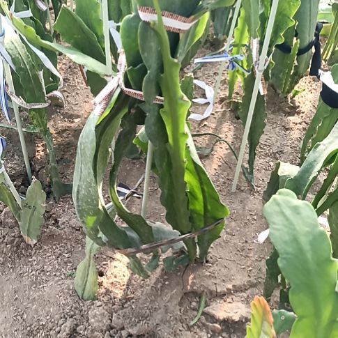 一***求完全开放令箭何花213