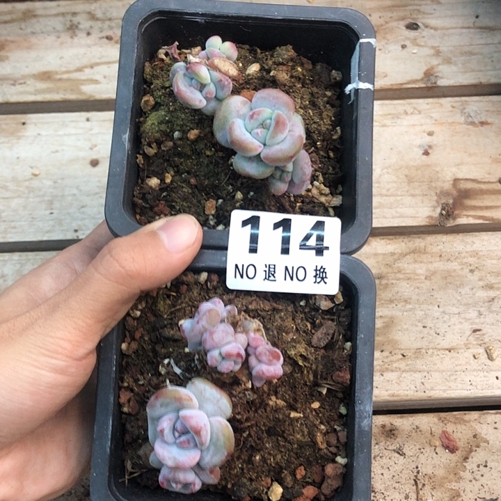 星影石榴籽福利出咯 114
