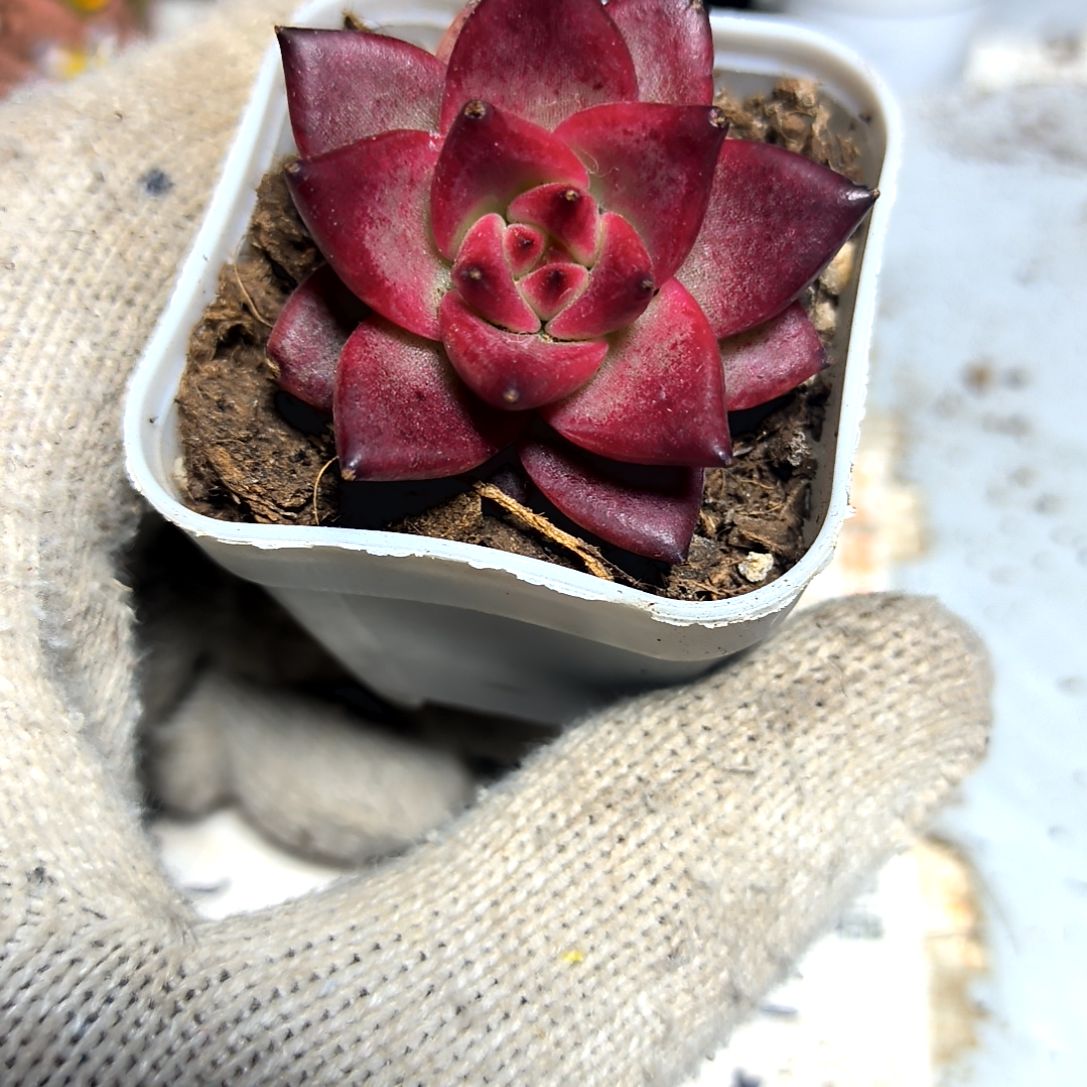 满9元包邮罗宾血罗