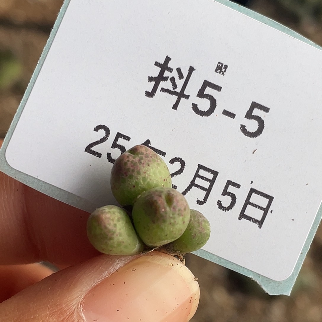 5-5斑马多肉植物