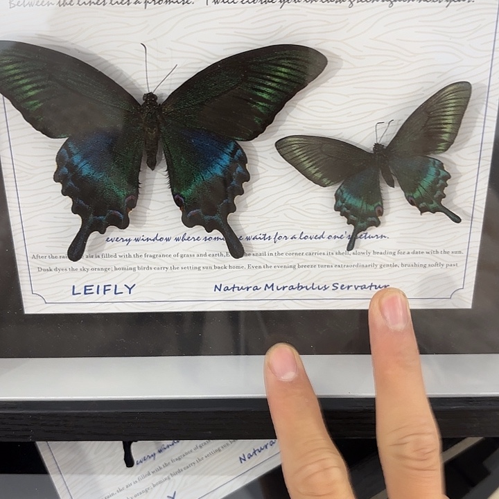 十寸新背景绿带春夏