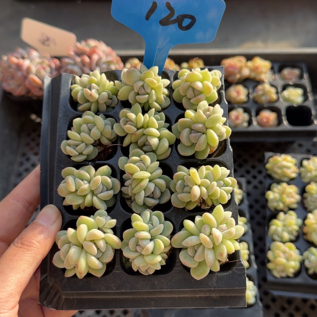 120冰玉哈哈哈哈哈