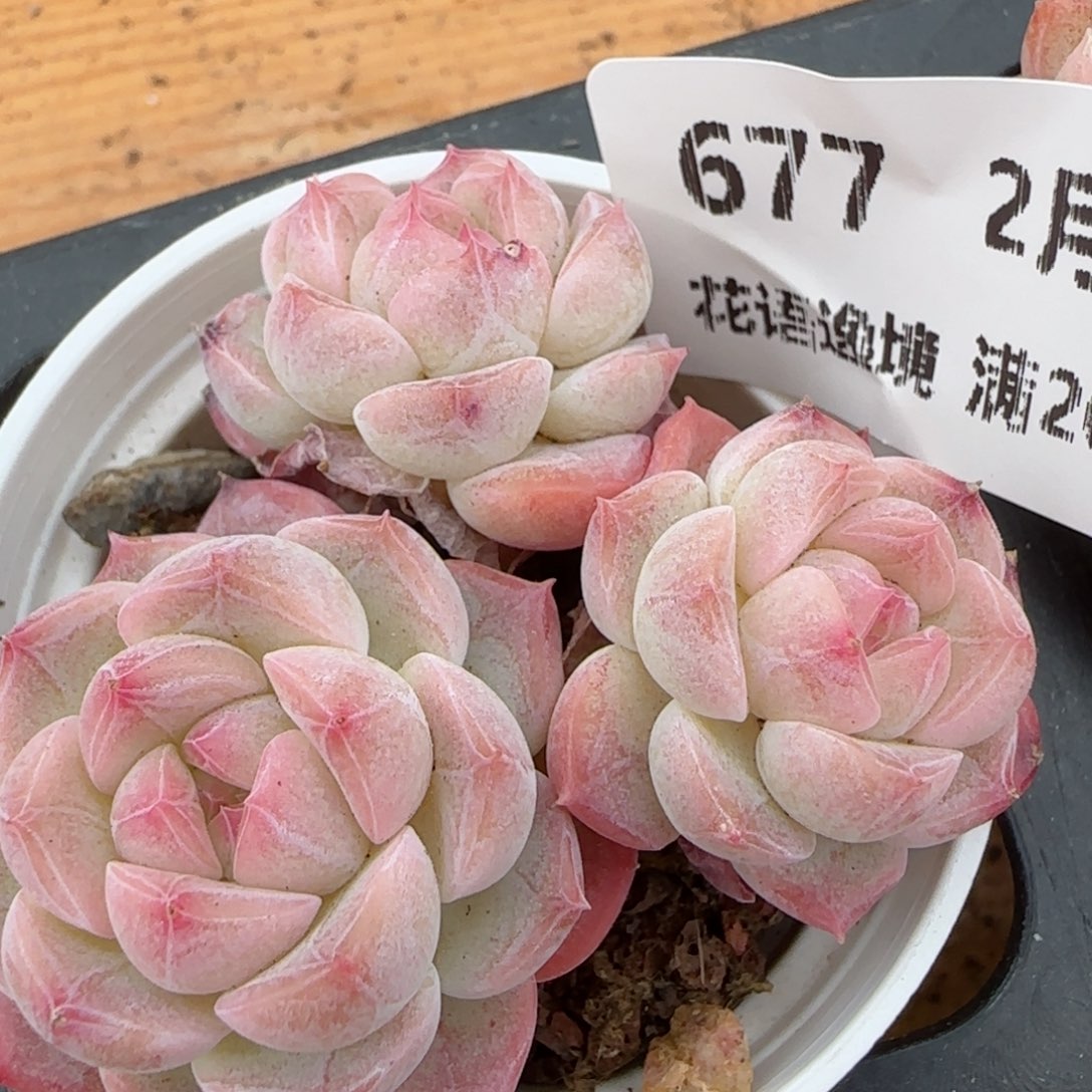 花语逸镜0204-677